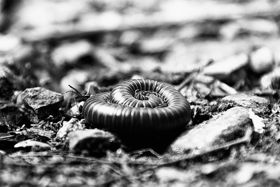 Black And White Photograph - Forest Floor 4 by Nathan Larson