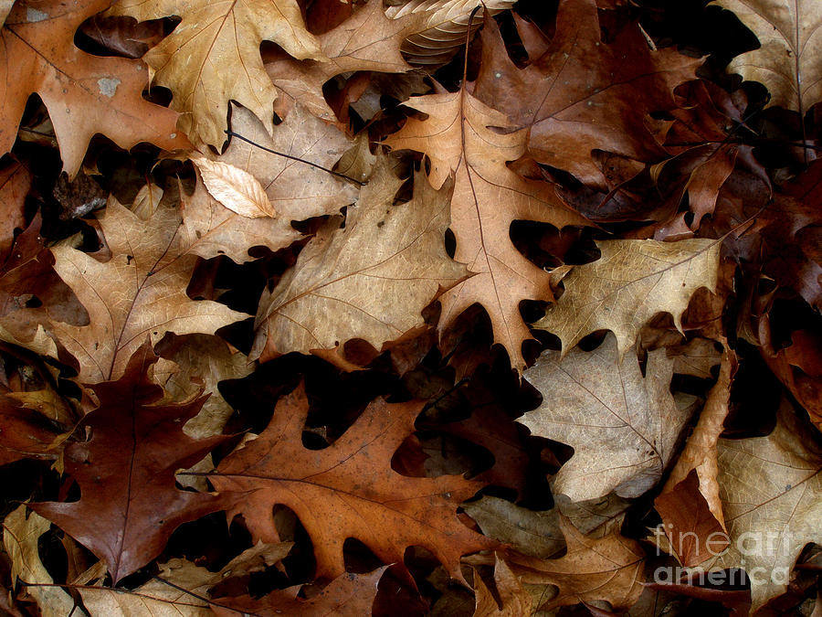 Forest Floor. Autumn Brown. Photograph by Angie Rea