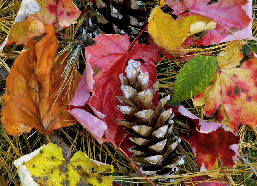 Pinecone and the Forest Floor in Fall X110 #2 Photograph by Rich Franco