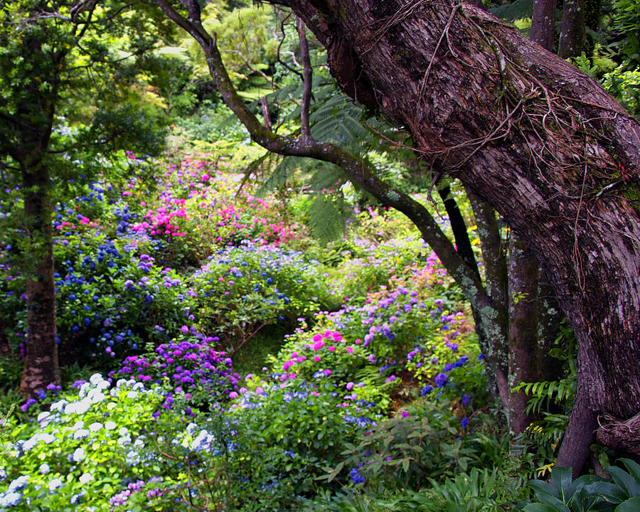 Forest Flowers Photograph - Forest Flowers Fine Art Print