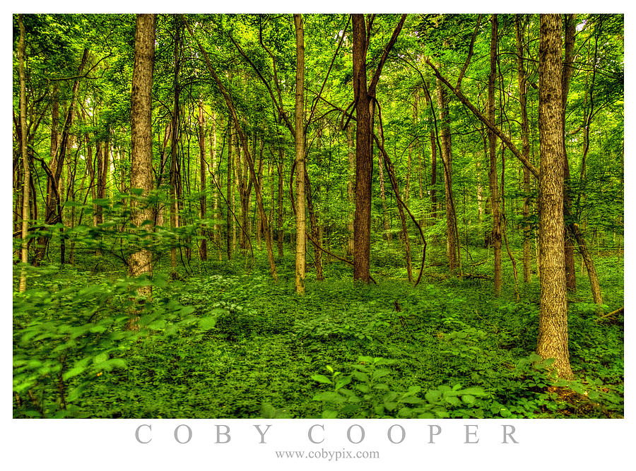 Forest for the Trees Photograph by Coby Cooper