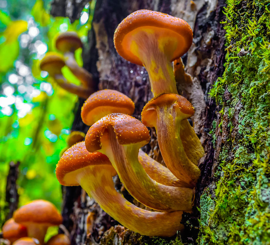 Forest Fungi Photograph by Brian Stevens