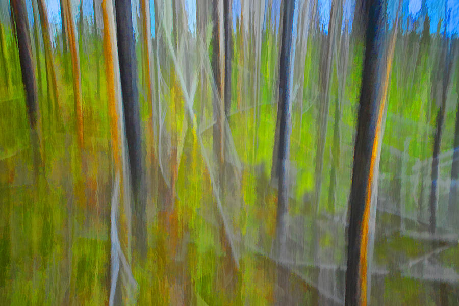 Forest Impression Photographic Image Yellowstone No. 2135. Photograph by Randall Nyhof