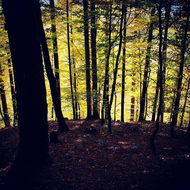 Nature Photograph - Forest In Autumn. #forest #trees #nice by Jernej Furman