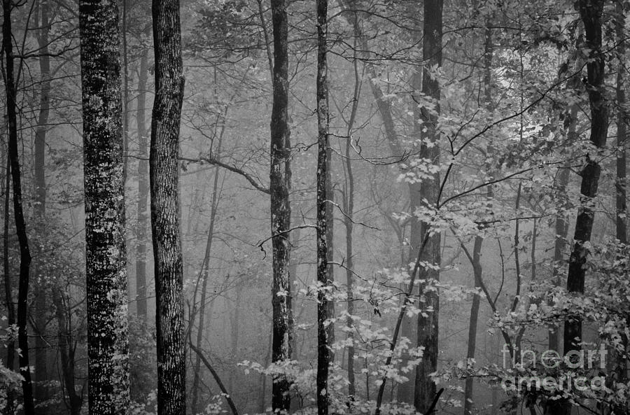 Forest in Fog Photograph by David Waldrop