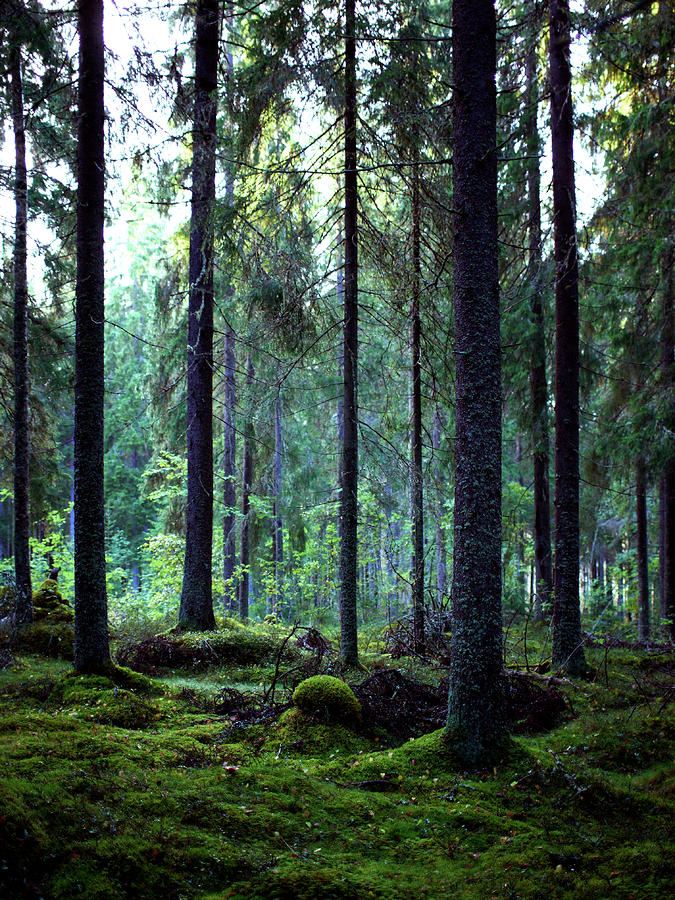 Forest Photograph by Jouko Lehto