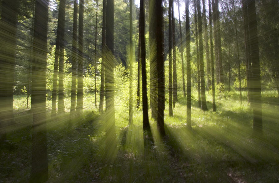 Forest Light Impression, Bavaria Photograph by Konrad Wothe