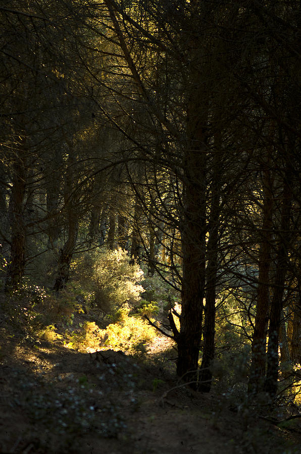Forest light Photograph by Perry Van Munster