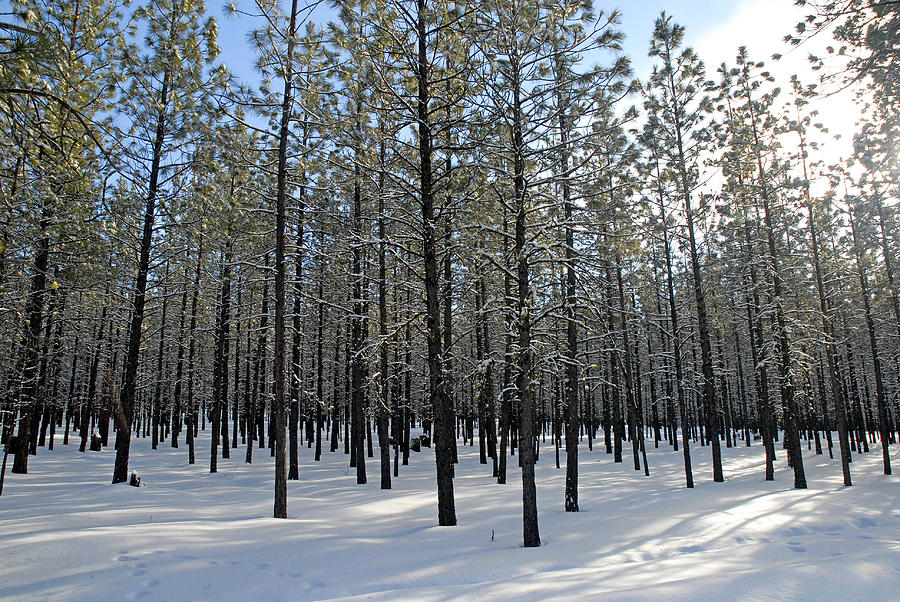 Forest Maze Photograph by Rob Dewar | Fine Art America