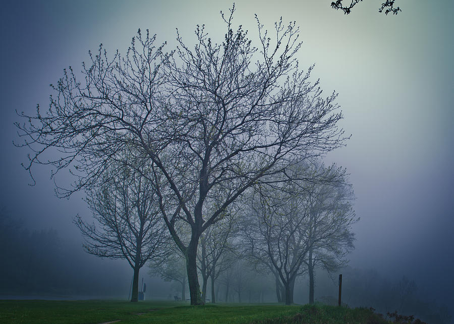 Forest Mist Photograph by Jason Naudi Photography
