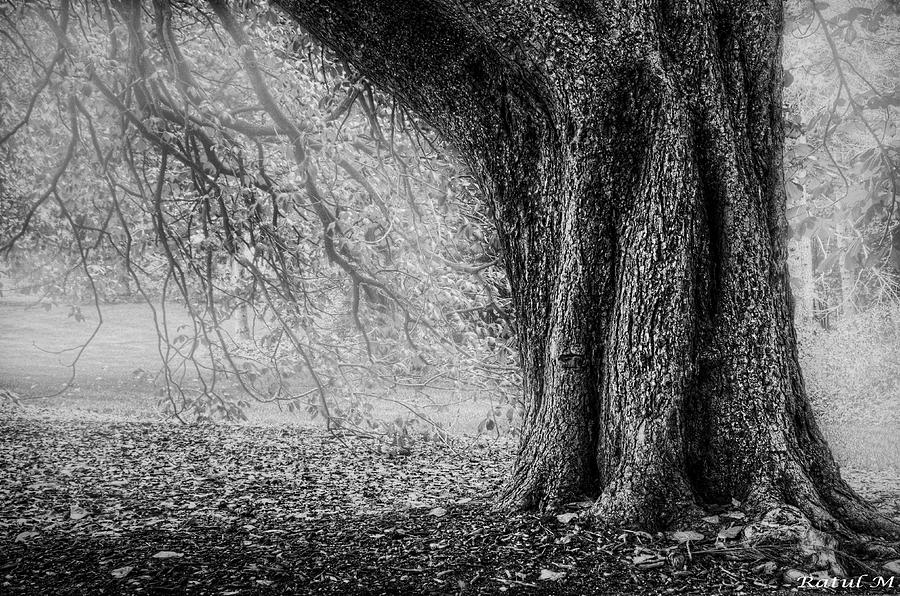 Forest mist Photograph by Ratul Maiti - Fine Art America