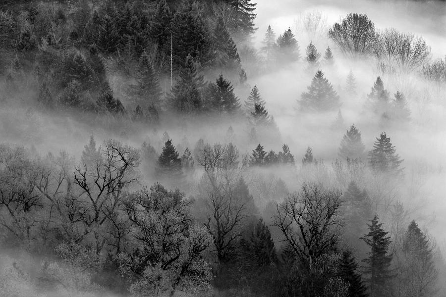 Forest Mist Photograph by Wes and Dotty Weber
