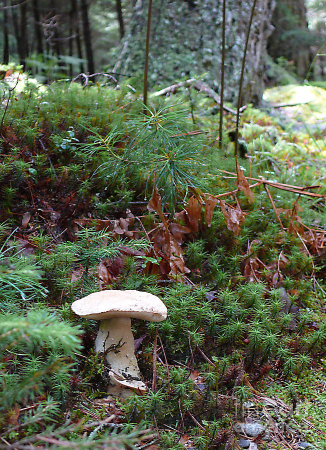 Forest Mushroom Photograph by Jeanne  Woods