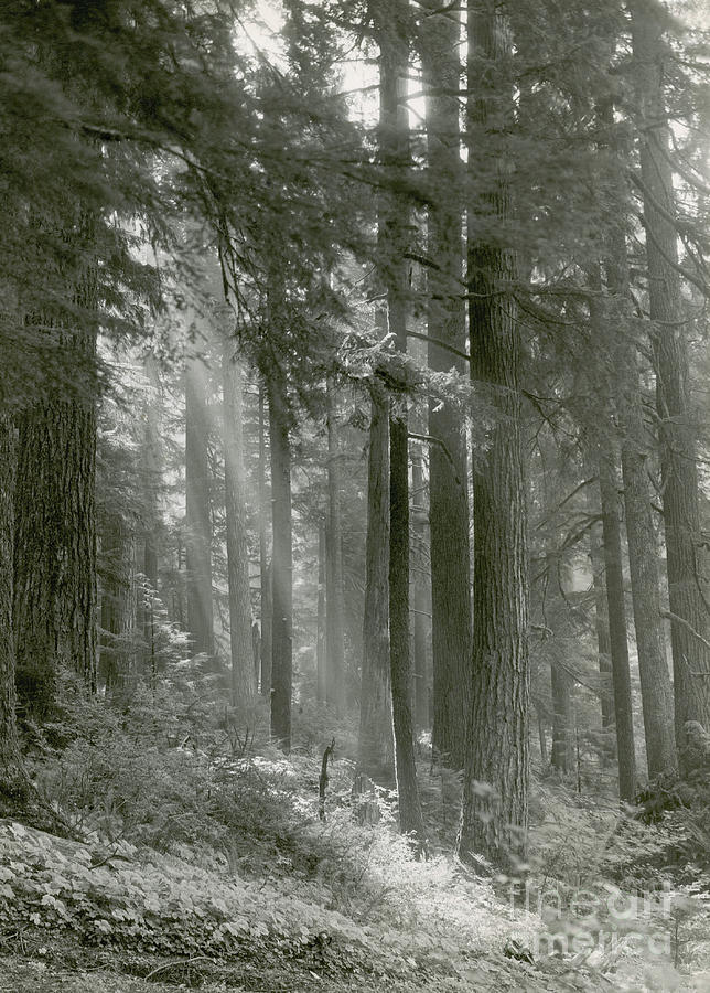 Forest Of Douglas-fir Trees Photograph by Photo Researchers