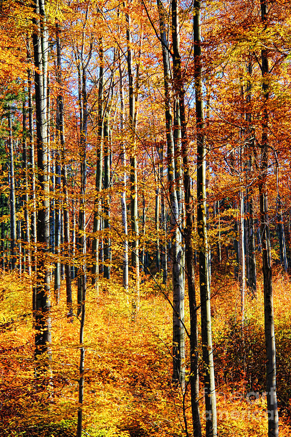 Tree Photograph - Forest of Gold by Mariola Bitner