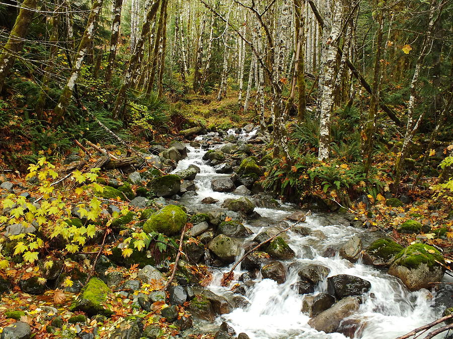 Fall Photograph - Forest Overflows by Shannon Ireland