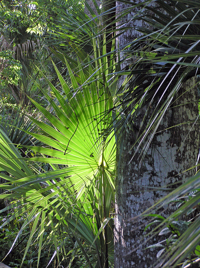 Forest Palm Photograph by Lou Belcher