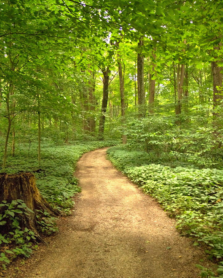 Forest Path Photograph by Coby Cooper