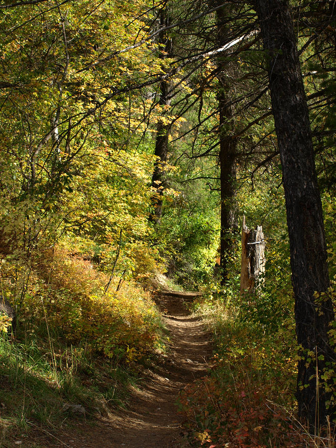 Forest Path Photograph by DeeLon Merritt