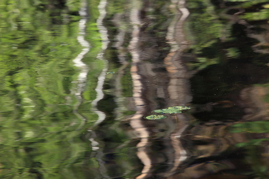 Forest Reflection Photograph