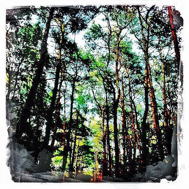 Beautiful Photograph - Forest #rissen #hamburg #hipstamatic by Shelley Walsh