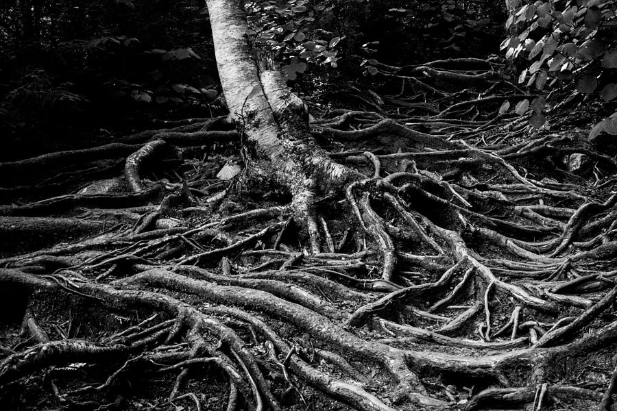 Root detail Photograph by Vintage Pix