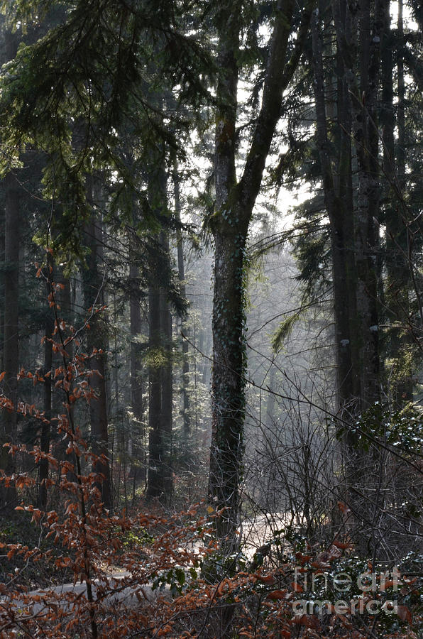 Forest Scene Photograph by Bruno Santoro