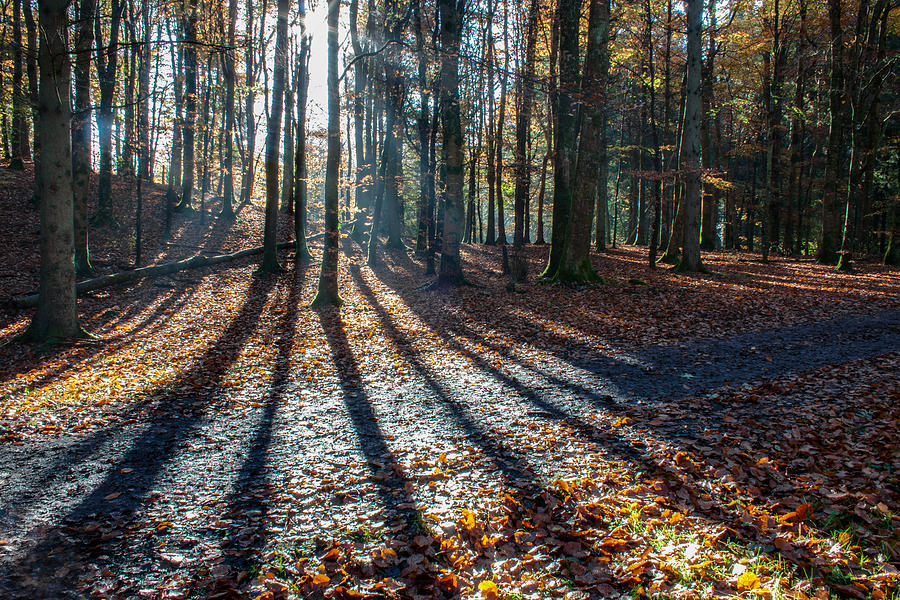 Forest Shadows Photograph by Semmick Photo
