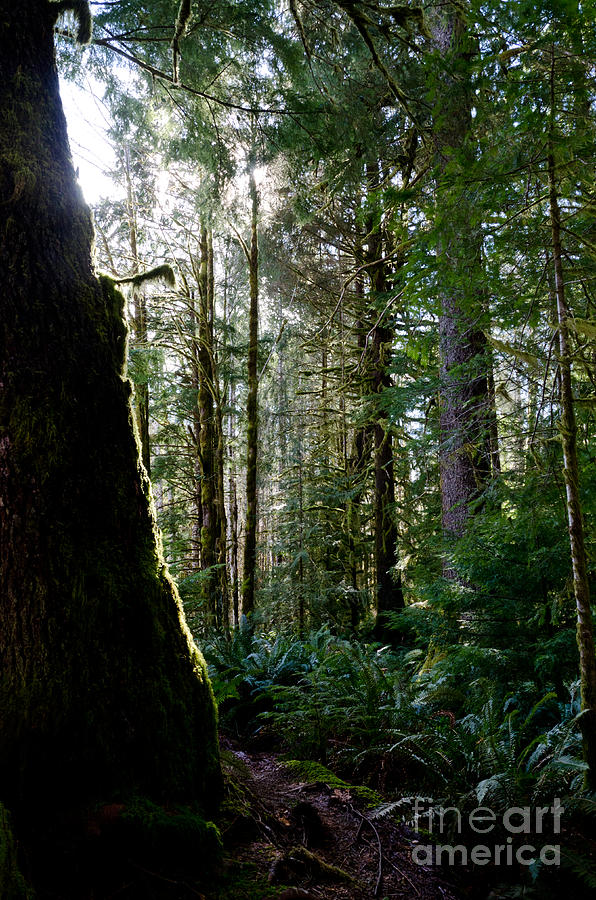 Tree Photograph - FOREST SILHOUETTE forest interior of vancouver island BC canada by Andy Smy