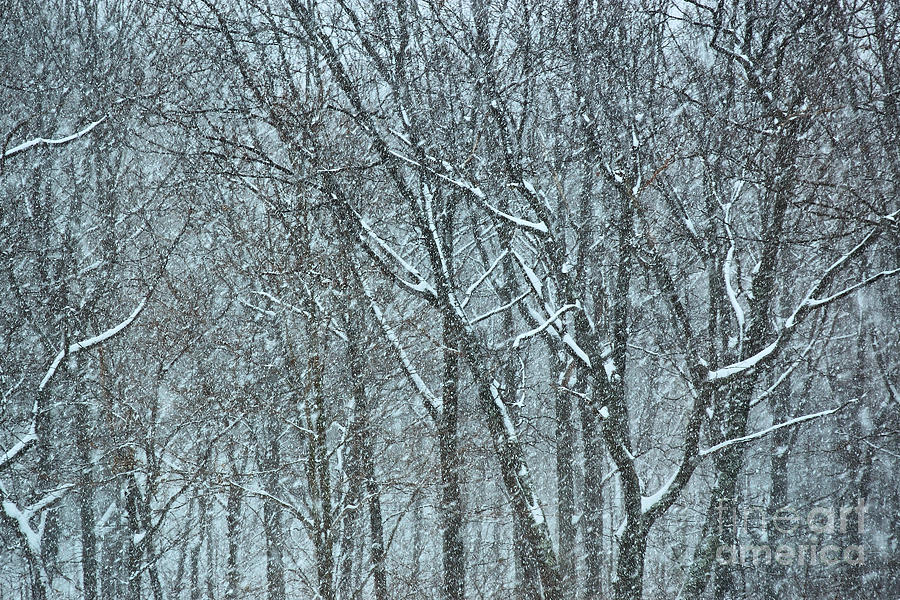 Forest Snowstorm Photograph by HD Connelly