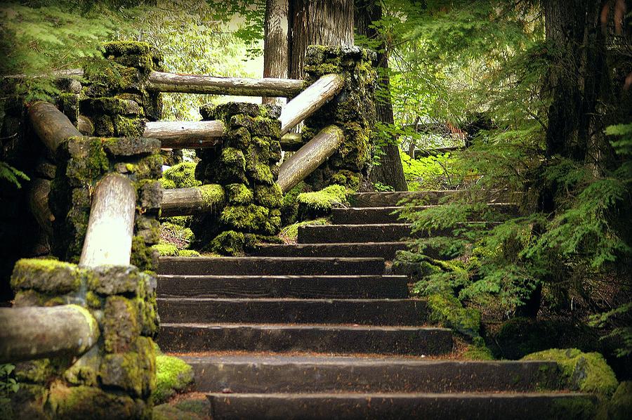 Forest Stairs Photograph by Lori Seaman