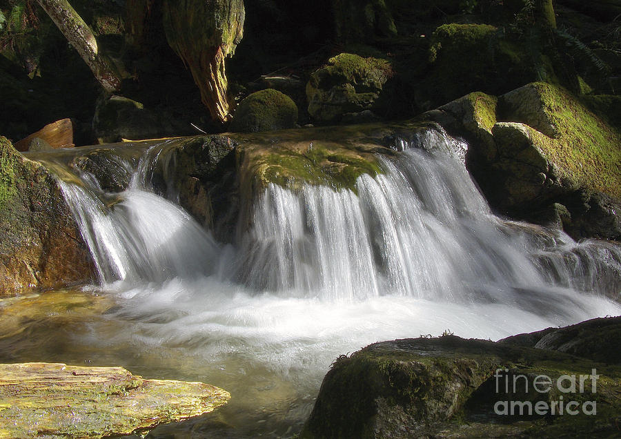 Waterfall Photograph - Forest Stream 2a by Sharon Talson