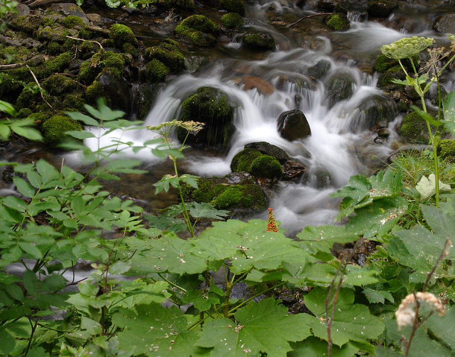 Waterfall Photograph - Forest Stream by Doug Lloyd