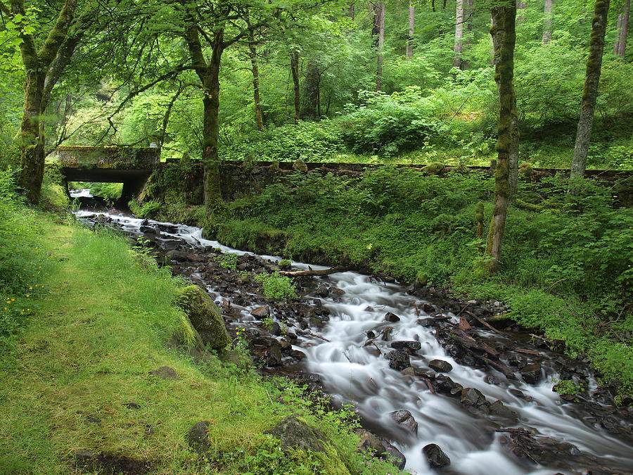 Forest Stream Photograph by HW Kateley