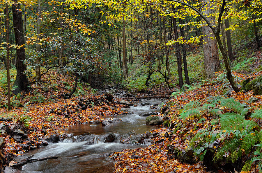 Forest Stream In Autumn Photograph by Stephen Vecchiotti