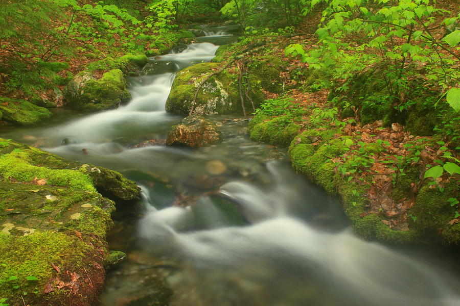 Forest Stream in Spring Photograph by John Burk