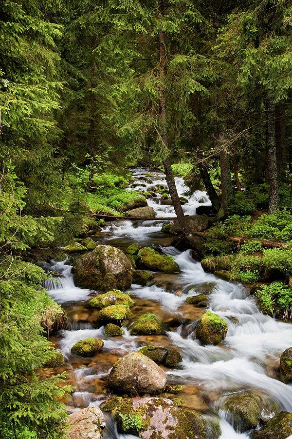 Nature Photograph - Forest Stream in Tatra Mountains by Artur Bogacki