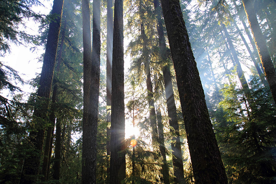 Forest Sun rays in Olympic National park Photograph by Pierre Leclerc Photography
