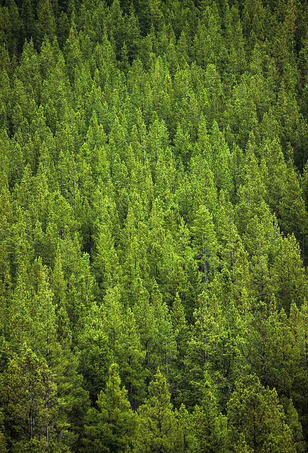 Forest Photograph by Susan Benson - Fine Art America