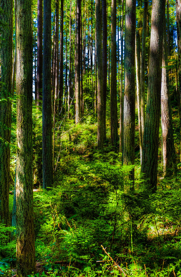 Forest Photograph by Tommy Farnsworth