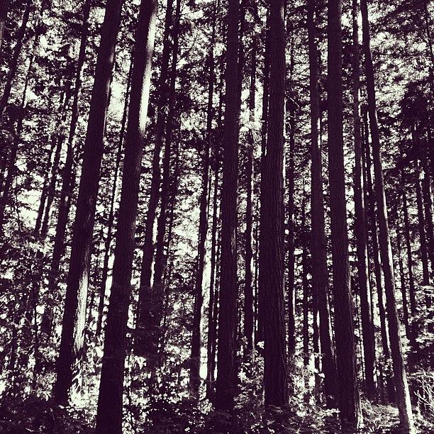 Nature Photograph - Forest. #vscocam #nature #trees #forest by Rebecca Guss