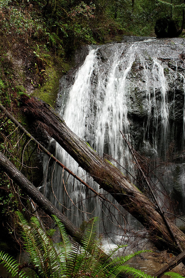 Forest Waterfall Photograph by Lorraine Devon Wilke