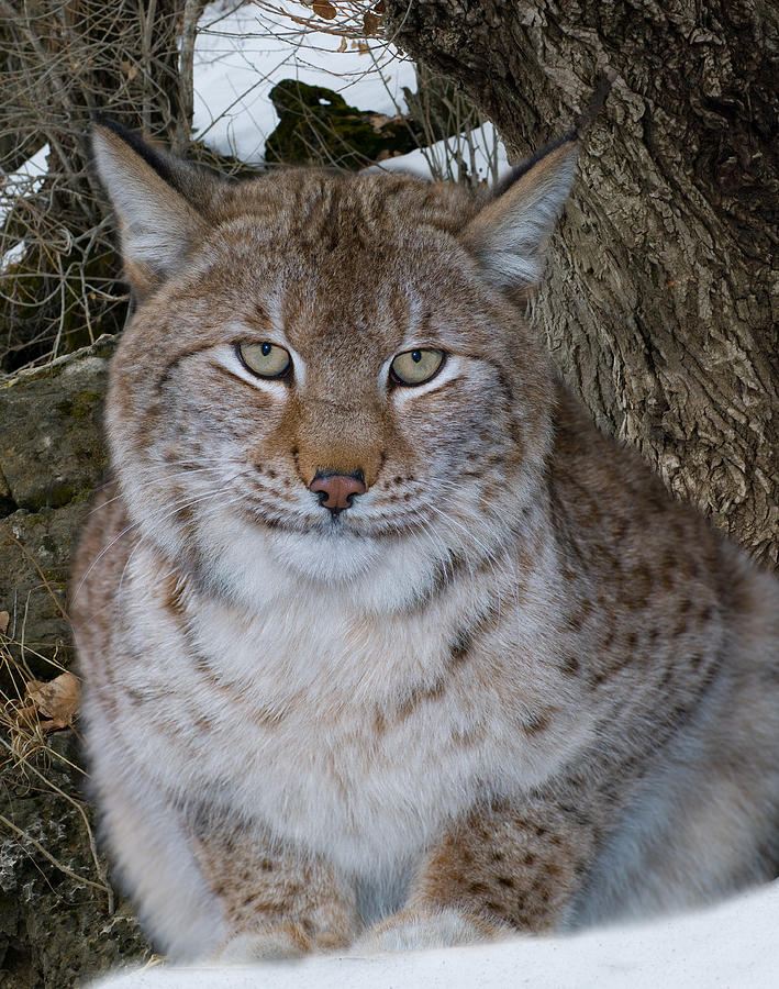 Forest Wild ginger cat Photograph by Vladimir Semenoj | Fine Art America