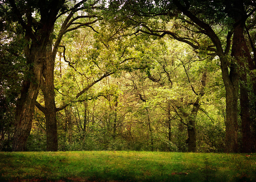 Tree Photograph - Forest Wonder by Tera Girardin