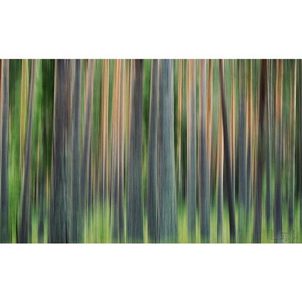 Nature Photograph - Forest|#tweegram #igers #instamood by Robin Hedberg