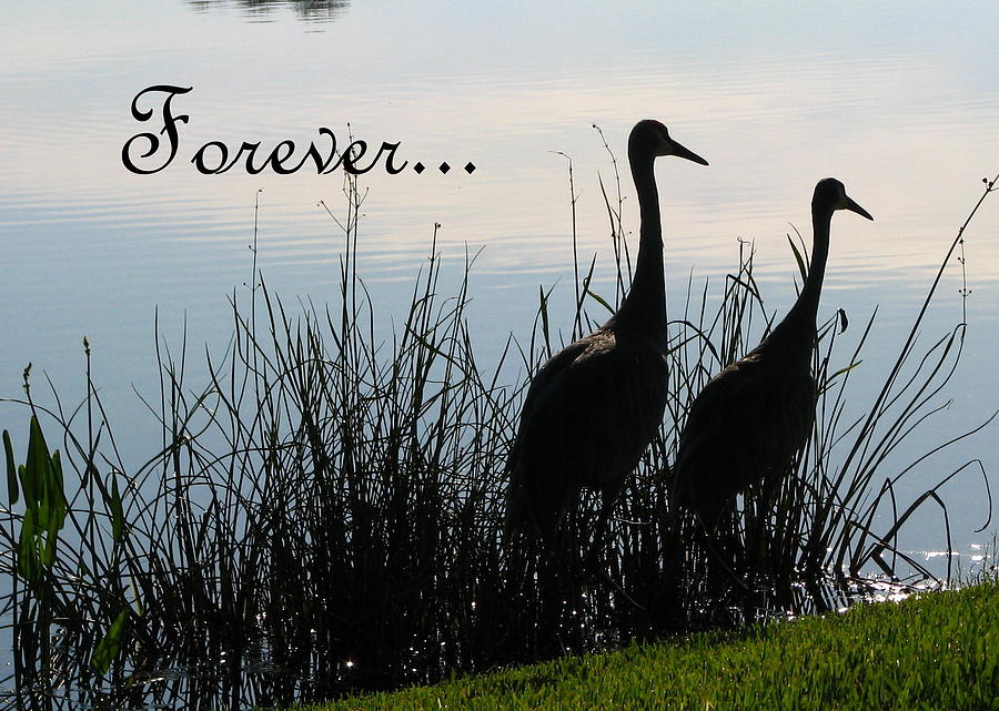 Forever Card Photograph by T Guy Spencer