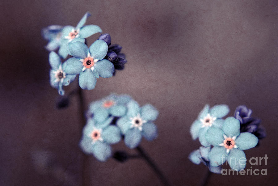 Forget Me Not 01 - s05dt01 Photograph by Variance Collections