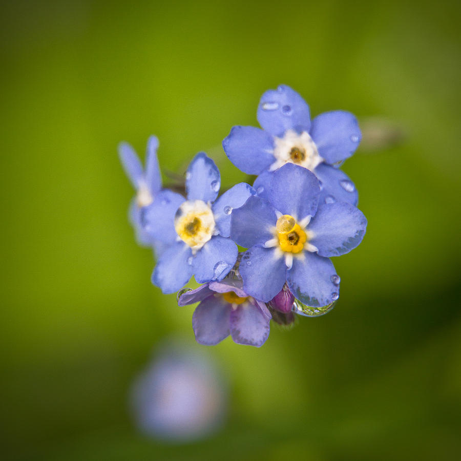 Forget Me Not Rain Drops Photograph by Robert Clifford