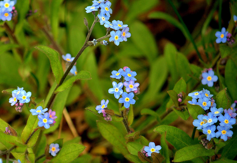 Forget Me Nots Photograph by Jale Fancey