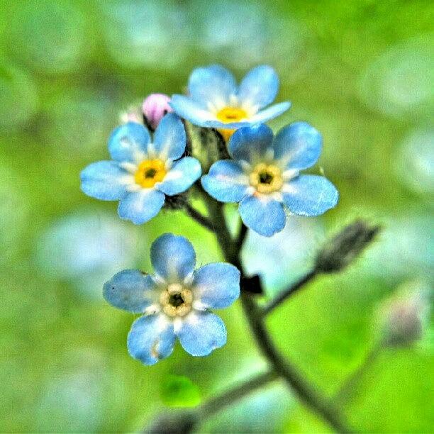 Forget Me Nots Photograph by Vicki Field